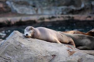 sea lion sleeping photo