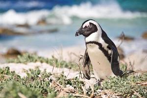 pingüino africano, parque nacional de cantos rodados, sudáfrica foto