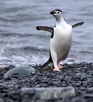 pingüino de barbijo bailando foto