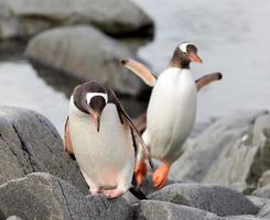 Jumping Gentoo Penguins