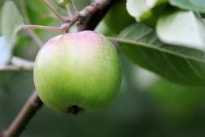 Green Apple in a Tree photo