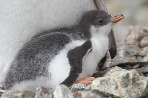 Gentoo penguin chick that lies in the nest photo