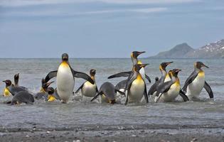 pingüinos rey llegando a tierra foto