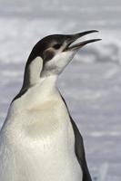 Portrait of a young Emperor penguin who cries