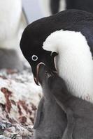 pingüino adelie que alimenta a sus polluelos 1