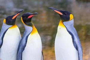 emperor penguins (Aptenodytes forsteri)