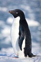 black and white penguin photo