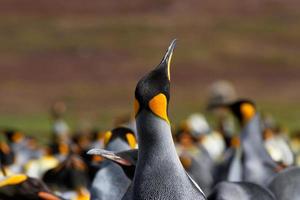 Colonia de pingüinos rey foto