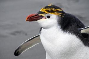 pingüino real, bahía arenosa, isla macquarie