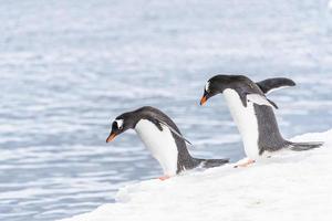 pingüinos de la antártida foto