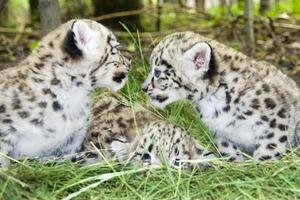 bebés leopardo de las nieves foto
