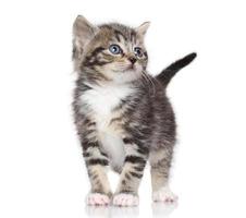 Kitten on white background photo