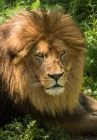 Male Lion photo