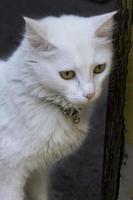 gato doméstico, blanco, gatito, objeto único, relajación foto