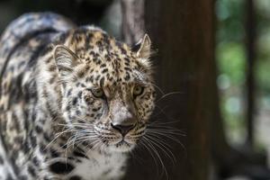 El Leopardo de Amur