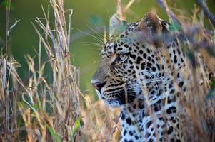 Leopard resting in grass