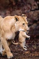 lioness carrying cub photo