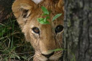 Lion cub photo