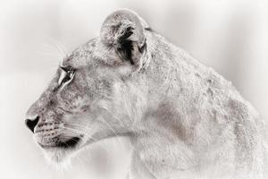 Close-up of a Lioness in Samburu National Reserve, Kenya photo