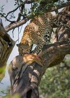 leopard eating impala, masai mara, kenya photo