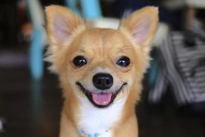 chihuahua dog photo