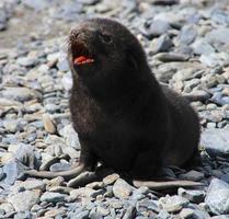 Baby Antarctic fur seal, Fortuna Bay, South Georgia