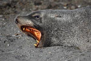 lobo marino antártico mostrando dientes, antártida foto