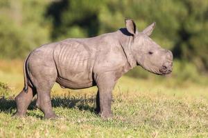 Cute Baby Rhino