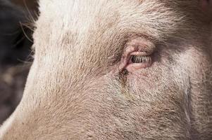 Pig on a Farm photo