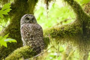 Barred owl in Olympic National Park photo