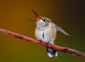 Ruby Throated Humming Bird Perched with Mouth Open