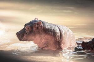 Newborn Hippopotamus photo