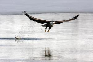 Aguilas Imágenes, Fotos y Fondos de pantalla para Descargar Gratis Aguilas Imágenes, Fotos y Fondos de pantalla para Descargar Gratis