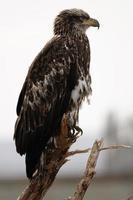 Bald Eagle Profile photo