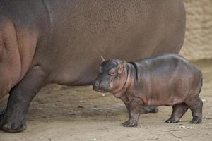 Newborn Hippopotamus photo