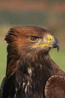 Golden eagle, Aquila chrysaetos photo
