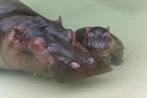 Newborn Hippopotamus and her mother