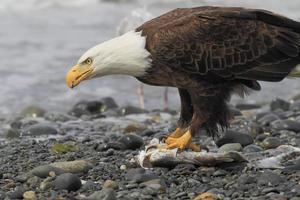Bald eagle eating halibut photo