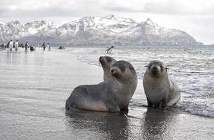 fur seal paradise