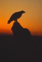 Bird-Golden eagle at dawn photo