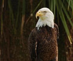 Beautiful Eagle photo