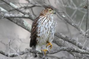 Juvenile Coopers Hawk