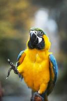 parrot photo