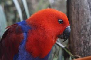 Red and Blue Eclectus Parrot Side view photo
