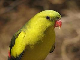 regent parrot