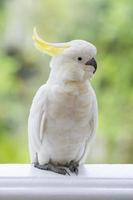 Yellow-crested cockatoo photo