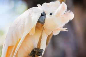 creamy-white cockatoo photo
