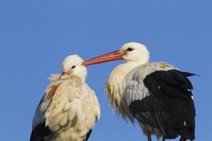 White stork pair photo