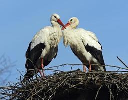 White Stork photo