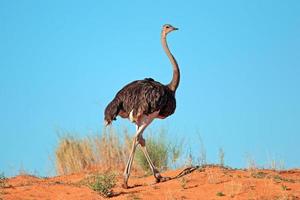 Female ostrich photo